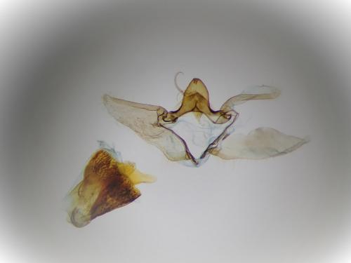 Réf. 270 476 : Aethes cnicana